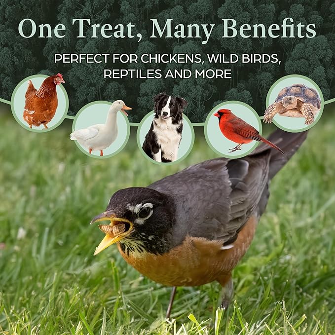 Dried Black Soldier Fly Larvae Chicken Treats for Hens, Duck, Wild Birds, Lizard, Tortoise, Fish - All Natural High Protein Dried Mealworms Alternative - Made in North America