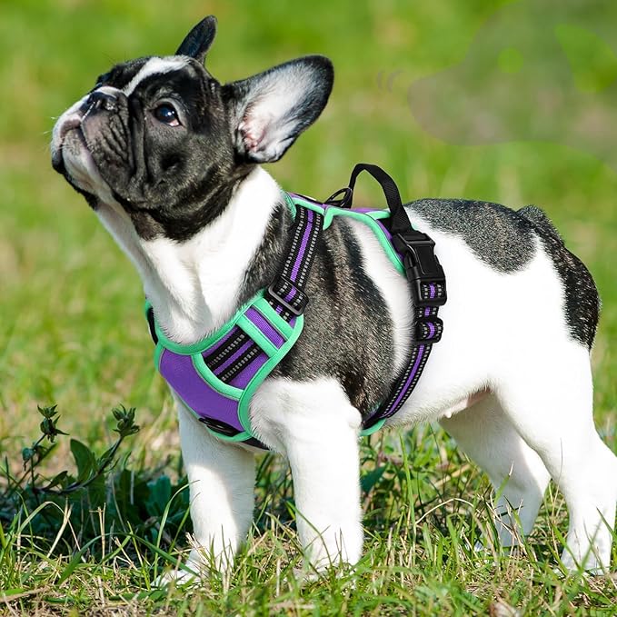 Eagloo Dog Harness Small Sized Dog, No Pull Service Vest with Reflective Strips and Control Handle, Adjustable and Comfortable for Walking, No Choke Pet Harness with 2 Metal Rings, Purple & Green, S