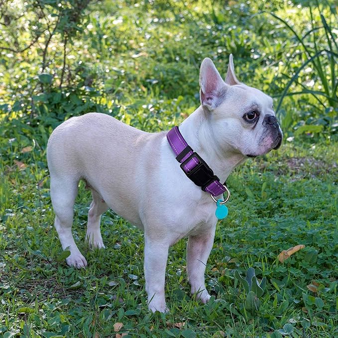 Reflective Dog Collar Padded with Soft Neoprene Breathable Adjustable Nylon Dog Collars for Small Medium Large Dogs (Large (Pack of 1), Purple Collar+Leash)