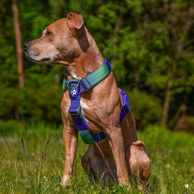 Spark Paws No Pull Dog Harness for Large Dogs, Heavy Duty Dog Harness for Big Strong Breeds, Adjustable, Y Shaped Padded Halter Design with Front Clip - Lime Wave - M