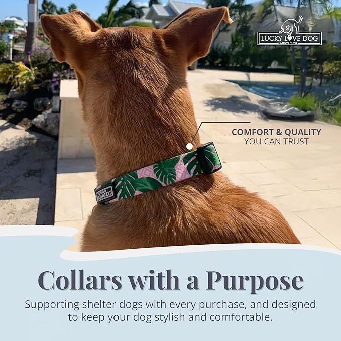 Lucky Love Dog - Adjustable Dog Collar with Easy Click Buckle for Small to Large Ones, Durable, & Comfortable for Male & Female Dogs, Pet Collar for Puppies & Adult Dogs - Laguna, XS