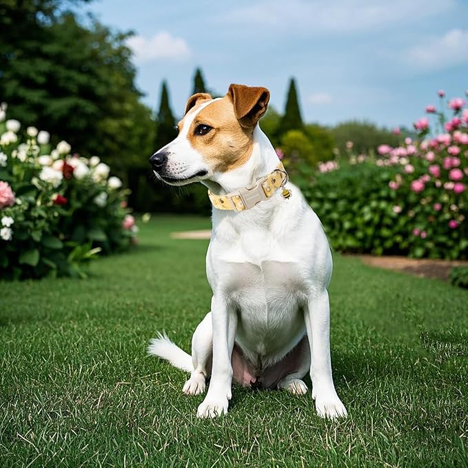 DOGWONG Yellow Bee Dog Collar- Cute Fun Dog Collars Adjustable Designer Spring Puppy Yellowe Dog Collar for Small Medium Large Dogs L