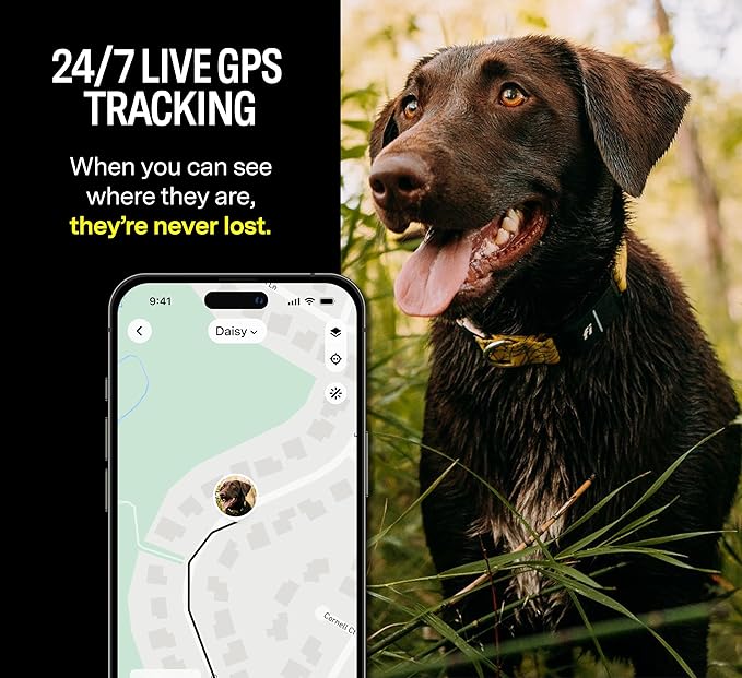 Fi Series 3 Smart Dog Collar - GPS Dog Tracker and Activity & Fitness Monitor, Waterproof, LED Light, Escape Alerts, Nationwide Coverage [Free 1 Year Membership] (Gray, Medium)