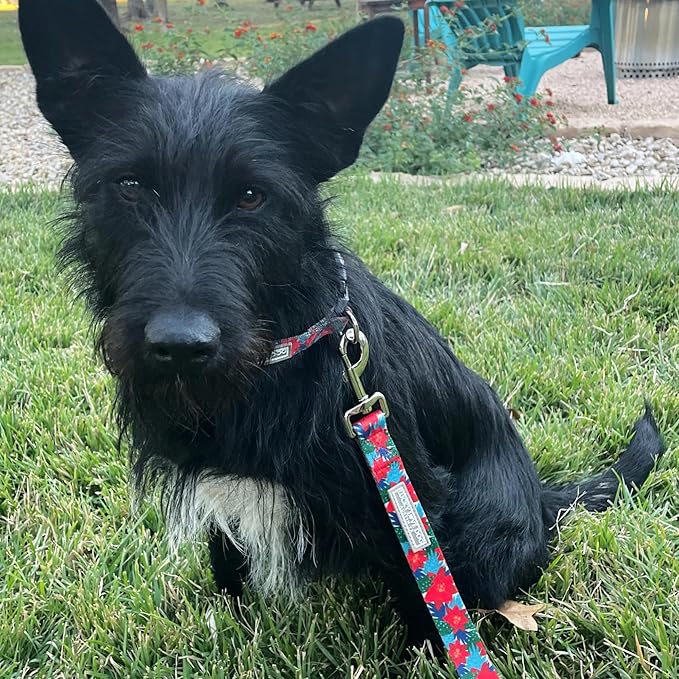 Lucky Love Dog - Adjustable Dog Collar with Easy Click Noel for Small to Large Ones, Durable, & Comfortable for Male & Female Dogs, Pet Collar for Puppies & Adult Dogs - Noel, Medium