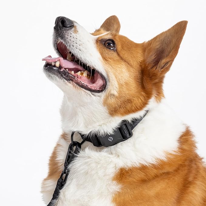 2025 New Edition, Fei & Eve MagEase Dog Collar - Patented Magnetic Buckles | Fur-Safe | Premium 210D Nylon | 450LB Escape-Proof | Adjustable Fit | Large (Black)