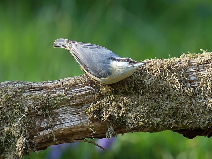 Birdseed Cylinders with Hole - Bird Seed for Outside Wild Birds (Small Cylinder, Tweet Treats 2pc)