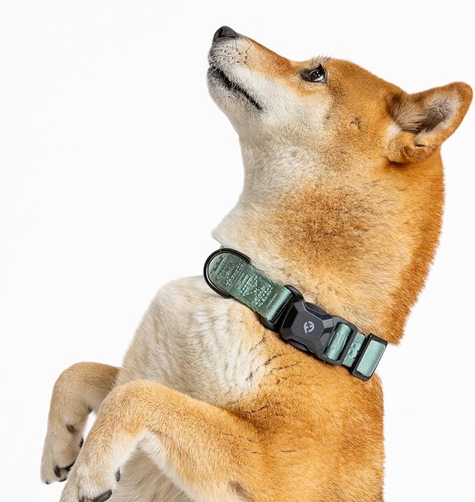 2025 New Edition, Fei & Eve MagEase Dog Collar - Patented Magnetic Buckles | Fur-Safe | Premium 210D Nylon | 450LB Escape-Proof | Adjustable Fit | Small (Glacier Green)