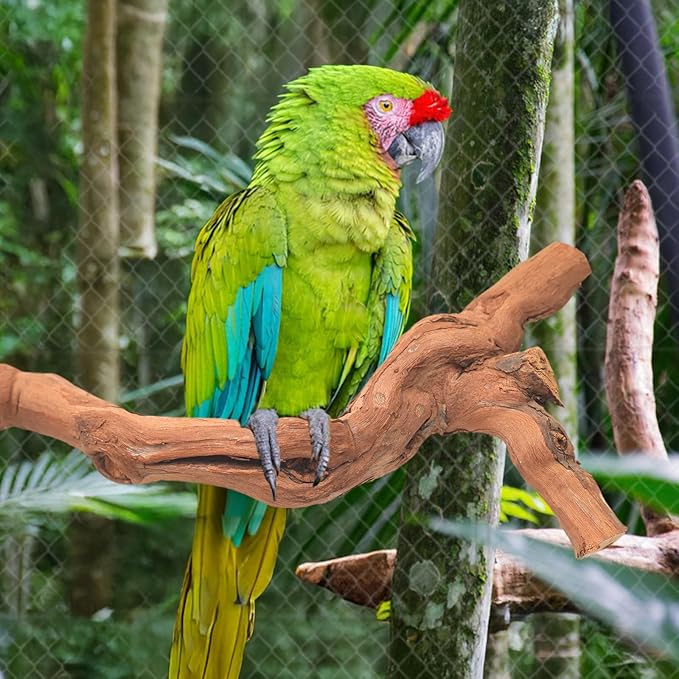 3-Piece Premium Bird Perch Stand with Natural Grape Wood Branch, Paw Grinding Fork, Chewing Stick, Cage Accessories for Parakeets, Budgies, Cockatiels, Finches, Lovebirds