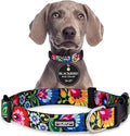 Lucky Love Dog - Adjustable Dog Collar with Easy Click Buckle for Small to Large Ones, Durable, & Comfortable for Male & Female Dogs, Pet Collar for Puppies & Adult Dogs - Blackbird, Medium