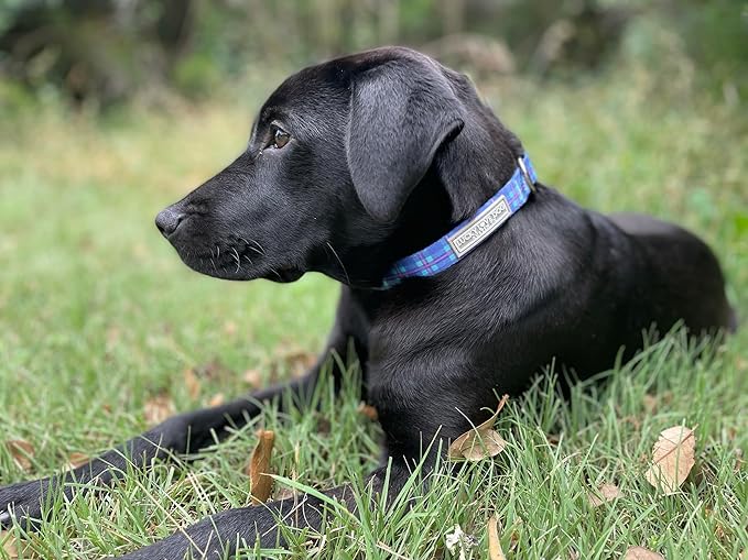 Lucky Love Dog - Adjustable Dog Collar with Easy Click Buckle for Small to Large Dogs, Durable, & Comfortable for Male & Female Dogs, Pet Collar for Puppies & Adult Ones - Scotty, Medium