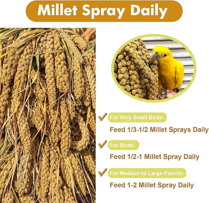 Jmxu's Spray Millet Treat for Birds Parakeets, Natural Sun-Dried Birds Millet for Cockatiel, Budgie, Finches, Parrots, Hamster