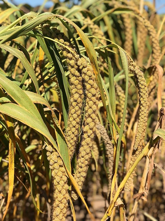 Nemeth Farms Premium Non-GMO Spray Millet Treat | Hand-Harvested Bird Snack | 100% Edible Tops | Sun-Dried Supplement for Parakeets, Cockatiels, Finches, Lovebirds, Canaries