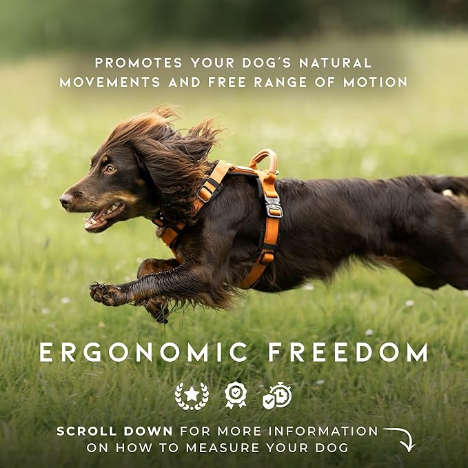 MADE TO ROAM Premium Explorer Harness - Y-Shaped Dog Harness with Adjustable Durable Nylon, Soft Padding, Metal Buckles and Leather Handle for Small, Medium, Large Dogs (Texas Flair, Size 4)