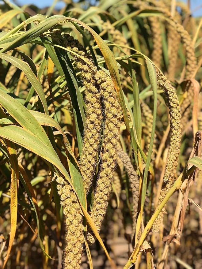 Nemeth Farms- GMO-Free Sun Dried Spray Millet | (No Stems Only Edible Tops) The Original Bird Treat and Supplement for All Pet Birds Parakeets, Cockatiels, Lovebirds and Finches 25lbs