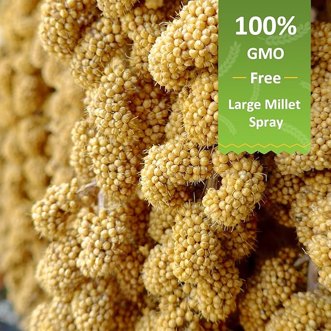 2LB Millet Spray for Birds Parakeets Treats - All Natural Sun-Dried Spray Millet for Parakeets, Cockatiel, Budgie, Finches, Parrots, Hamster, 100% Non GMO Dried Fresh Bird Seed