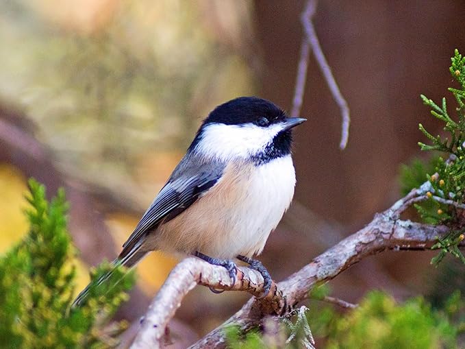 Birdseed Cylinders with Hole - Bird Seed for Outside Wild Birds (Small Cylinder, Tweet Treats 4pc)