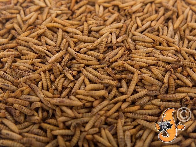 2Lbs Chubby Dried Black Soldier Fly Larvae 100% Made in North America High Calcium Sustainable Dried BSF Larva for Chickens Protein Snack for Laying Hens, Wild Birds & Reptiles