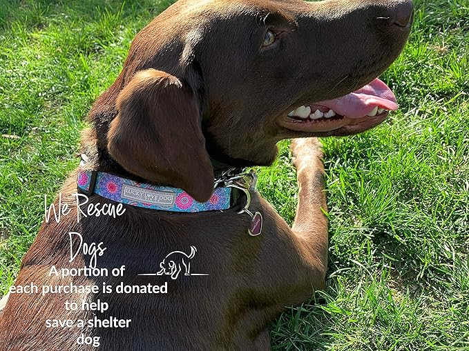 Lucky Love Dog - Adjustable Dog Collar with Easy Click Buckle for Small to Large Ones, Durable, & Comfortable for Male & Female Dogs, Pet Collar for Puppies & Adult Dogs - Clara, Large