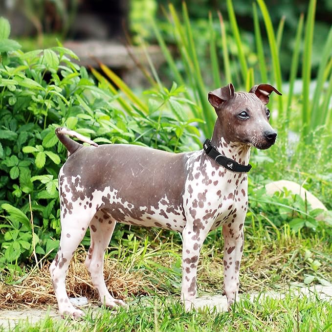 Kruz Dog Collar for Large Dogs (Width- 1.5", Neck - 20.5"-31.5") Adjustable Pet Neck Band with Comfortable Soft Padding, Lifetime Durability, Heavy-Duty O-Ring (Red, X-Large)