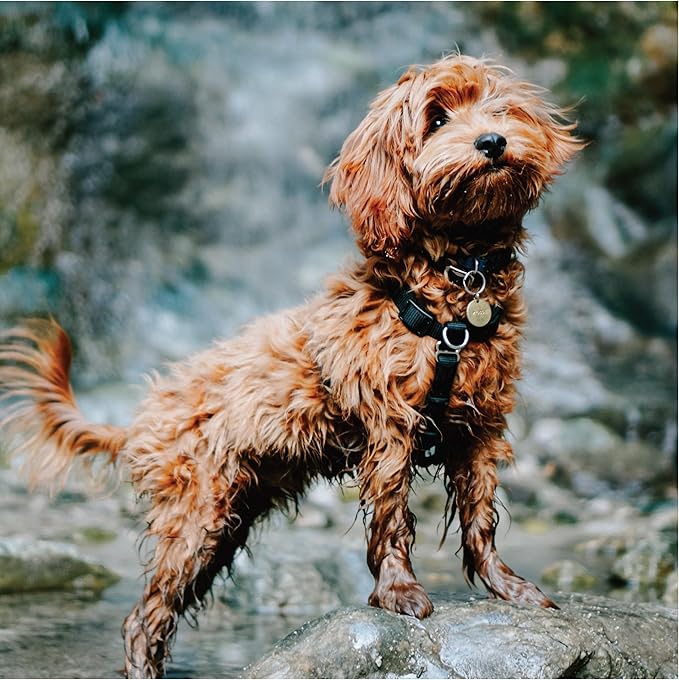 Blue-9 Buckle-Neck Balance Harness, Fully Customizable Fit No-Pull Harness, Ideal for Dog Training and Obedience, Made in The USA, Red, Large