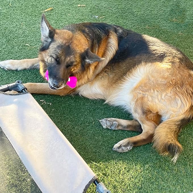 Jalousie Multipack Dog Squeaky Toys Bulk Bundle Pup Toy - Puppy Toys for Pets for Small Medium Breed (24 PCs Gift Basket)