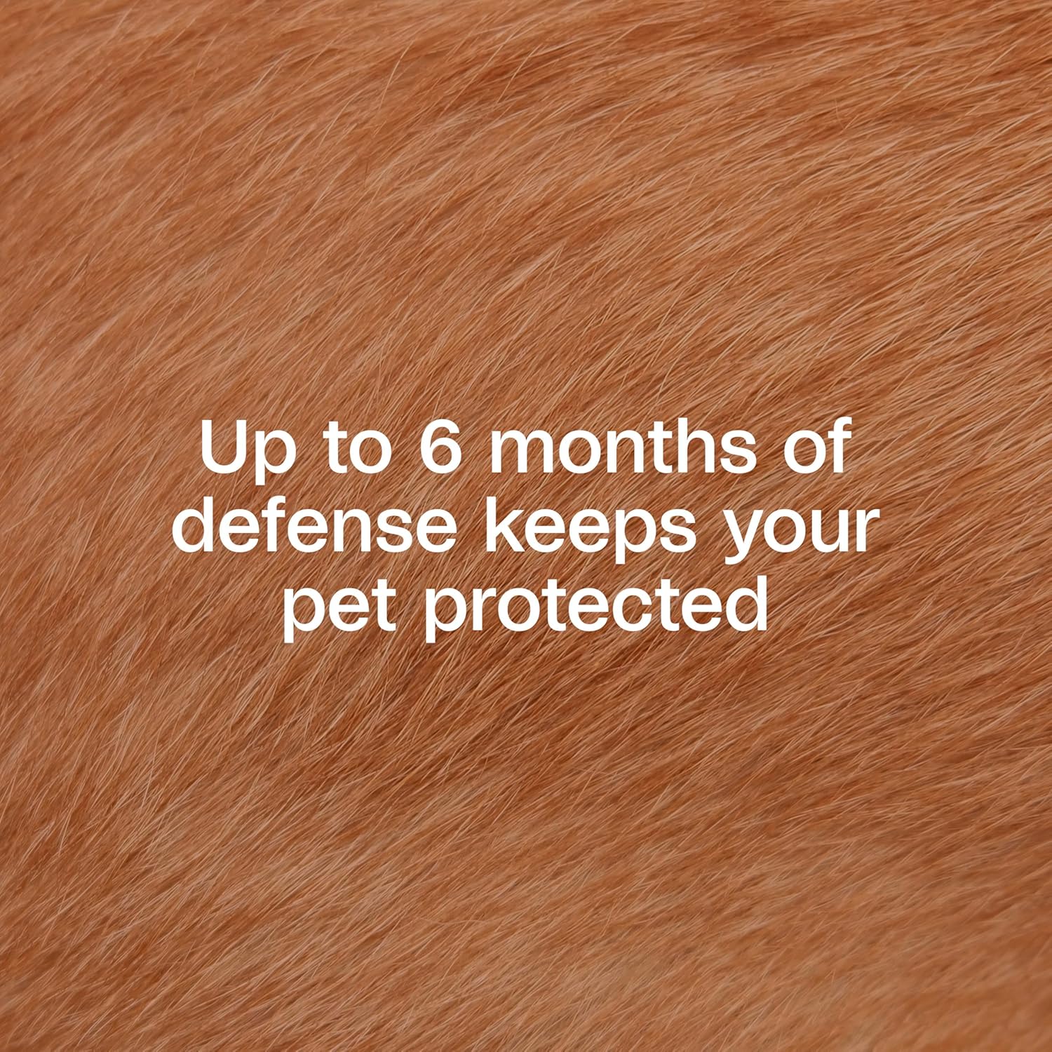 ADAMS Flea & Tick Collar for Dogs & Puppies, 2 Pack, 12 Month Protection, Adjustable One Size, Kills Fleas, Ticks & Repels Mosquitoes, Excluding California