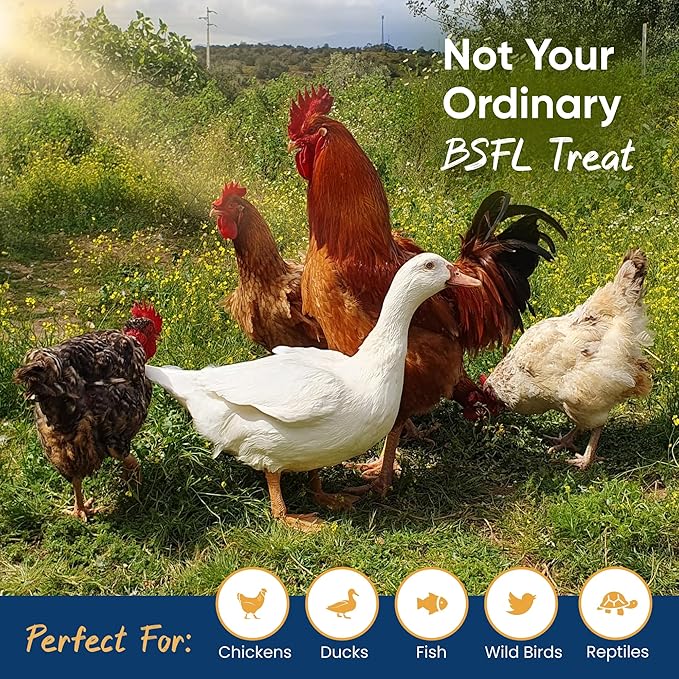 2LB Dried Black Soldier Fly Larvae for Chickens – 85x More Calcium Than Mealworms, for Chickens and Birds, 100% Natural Non-GMO Chicken Worms Treats, High Protein & Calcium Poultry Feed