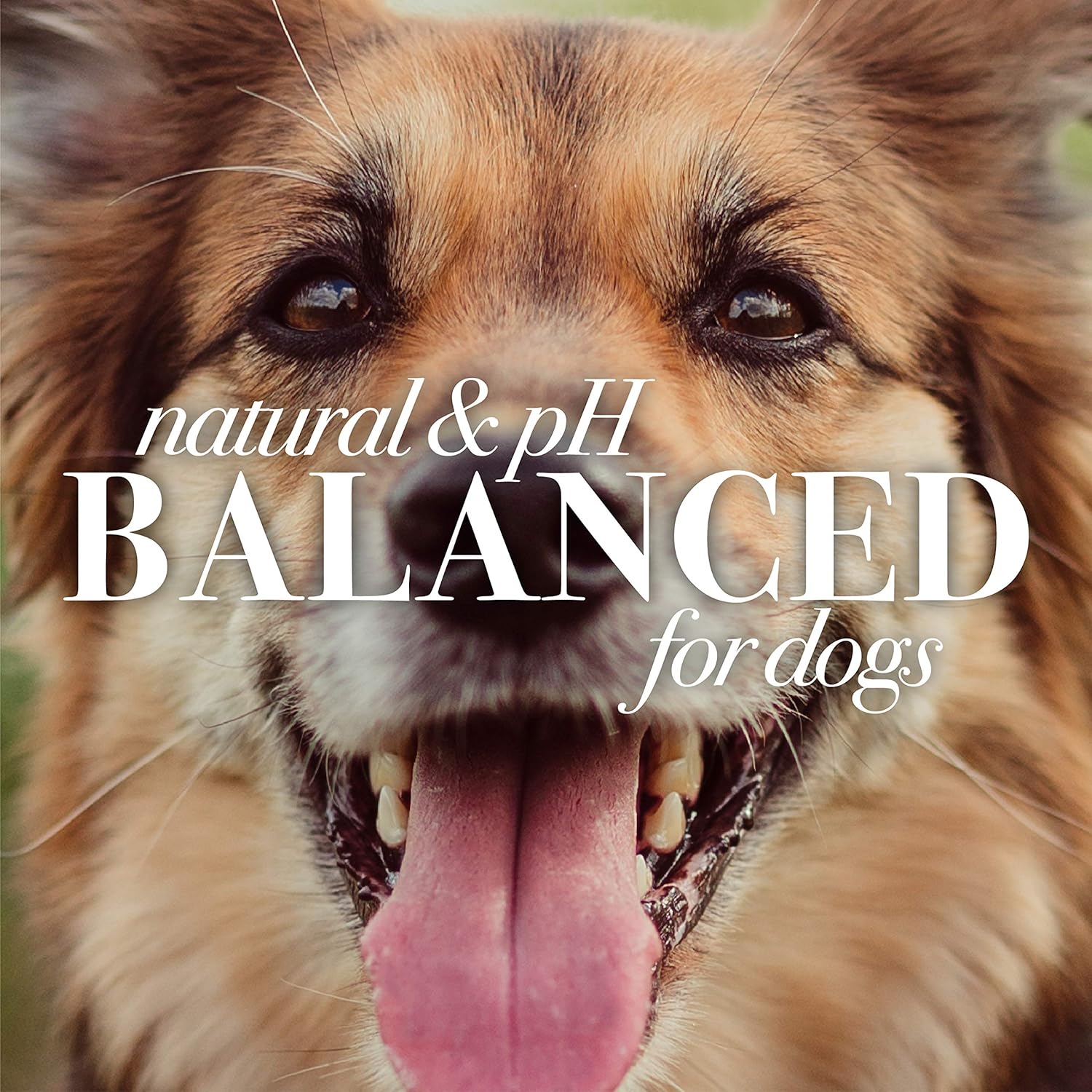 Burt's Bees for Pets Calming Dog Shampoo with Lavender and Green Tea, 95% Natural Origin Formulas, Soothing Canine Cleanser - Gentle Wash, 16 oz