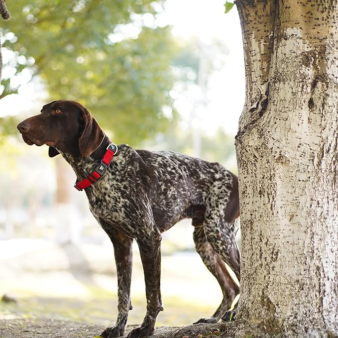 Kruz Dog Collar for Large Dogs (Width- 1.25", Neck - 18"-26") Adjustable Pet Neck Band with Comfortable Soft Padding, Lifetime Durability, Heavy-Duty O-Ring (Turquoise, Large)