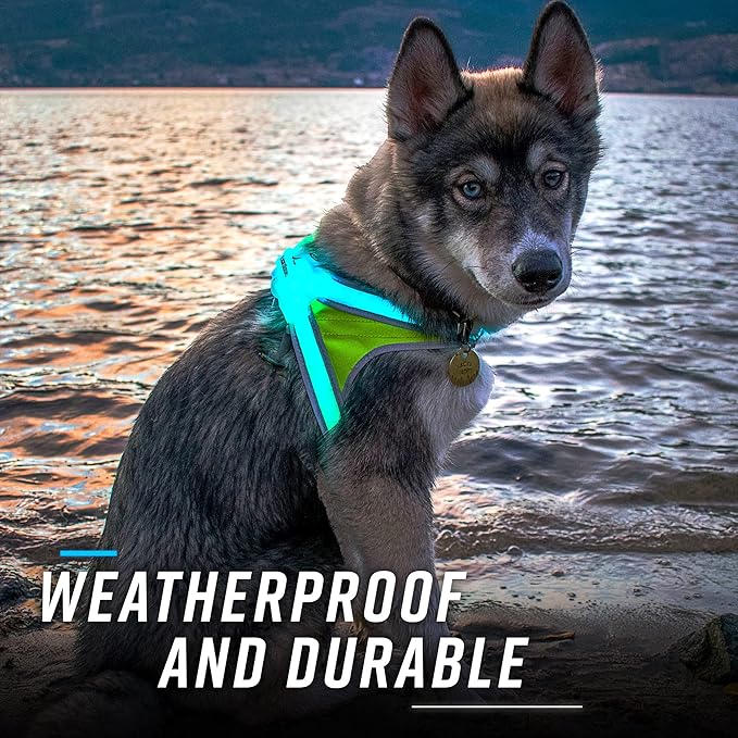 Noxgear LightHound (Medium) + High-Visibility Dog Leash – Illuminated and Reflective Harness for Dogs Including Multicolored LED Fiber Optics (USB Rechargeable, Adjustable, Lightweight, Rainproof)