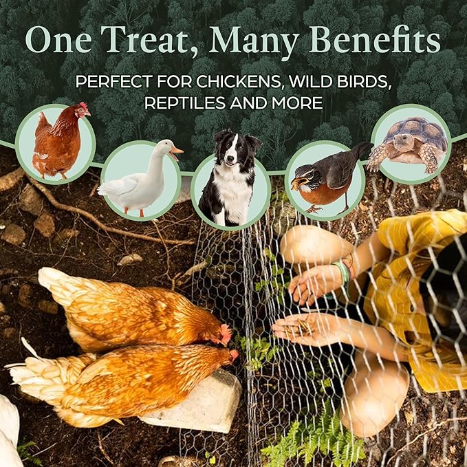 Dried Black Soldier Fly Larvae for Chicken - Treats for Hens, Duck, Wild Birds, Lizard, Tortoise, Fish - All Natural High Protein Dried Mealworms Alternative - Made in North America