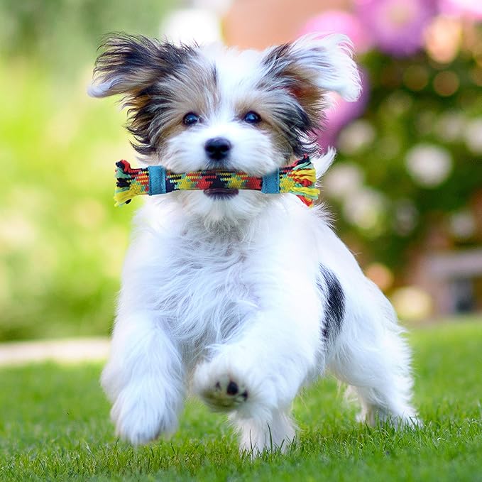 rocket & rex Dog Rope Tug Set for Small Breeds, Includes Ropes with Rubber Interiors, a Squeaker & Crackle Lining, Reduces Destructive Chewing & Anxiety (Pack of 4)