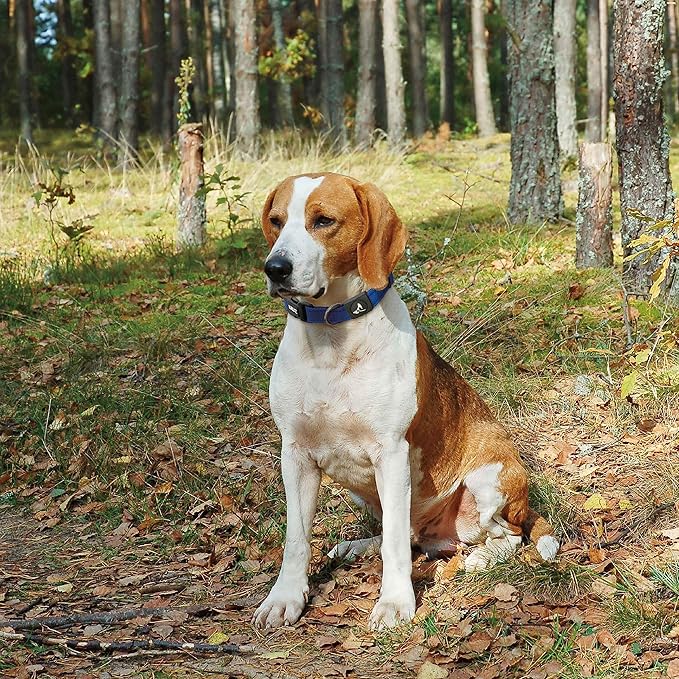 Kruz Dog Collar for Large Dogs (Width- 1.5", Neck - 20.5"-31.5") Adjustable Pet Neck Band with Comfortable Soft Padding, Lifetime Durability, Heavy-Duty O-Ring (Amethyst, X-Large)