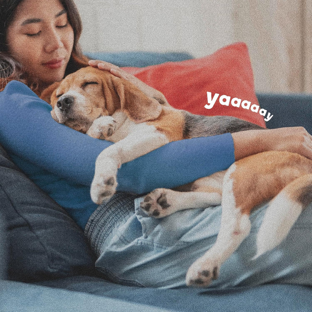 ADAMS Flea & Tick Collar for Dogs & Puppies, 2 Pack, 12 Month Protection, Adjustable One Size, Kills Fleas, Ticks & Repels Mosquitoes, Excluding California